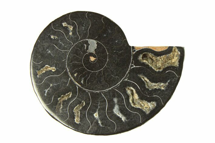 Cut & Polished Ammonite Fossil (Half) - Unusual Black Color #296303